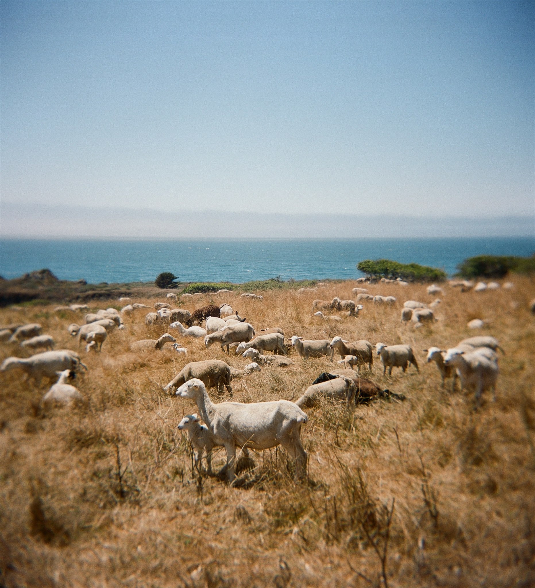 Sheep grazing in coastal meadow at Sea Ranch